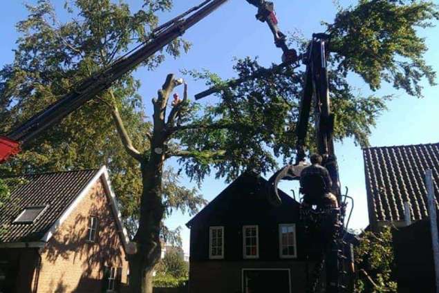 beuken boom rooien helvoirt